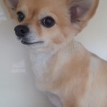 ラッキーちゃん