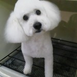 チャチャちゃん