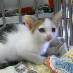 仔猫の里親募集☆