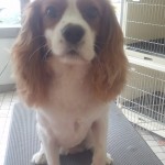 ラッキーちゃん