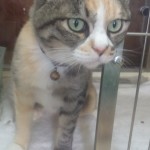 よしこちゃん
